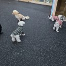 빵긋하개 | [순천 체험] 🐶순천 애견 미용은 바로 여기!! &#39;빵긋하개&#39; (feat. 애견유치원, 애견호텔, 산책서비스)