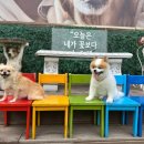 아이조아펫파크 동탄점 이미지