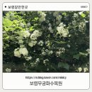 [보령 무궁화 수목원] 초록빛 가득한 힐링 코스, 아이와 가기 좋은 ‘보령무궁화수목원’ 솔직 후기