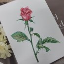 보테니컬 이미지