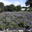 분천농장 이미지