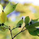 성읍리-1 이미지