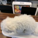 펫바스로 수지 이미지