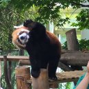 팬더랜드 이미지