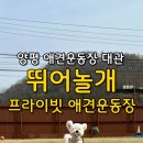 서울밧데리 | 양평 애견 운동장 [뛰어놀개 프라이빗 애견운동장], 운동장 대관, 양평 애견동반 여행 추천