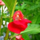 빨강궁전 이미지