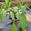 대정요양병원 이미지