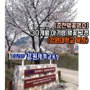 강원대학교 동물생명과학대학 부속목장 | [춘천 벚꽃 명소/강원대학교부속목장] 30개월 아기랑 벚꽃구경하기 좋은 곳!