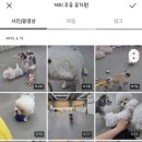 댕이의하루 이미지