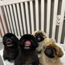 꼬망스펫 이미지