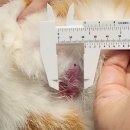 이레외과동물병원 이미지