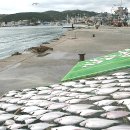 삼천포유람선협회(한려수도호) 이미지