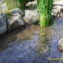 수영장민박 이미지