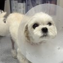 바로슬동물병원 | 강아지 슬개골 탈구 수술 후기