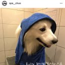 스파츄스 이미지