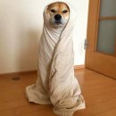 황금애견 네이버블로그