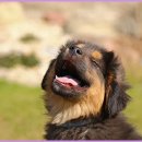 하얀강아지 이미지