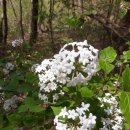 분꽃농장 이미지