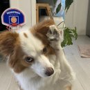 스타반려견 교육센터 이미지