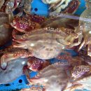 아지매아구찜 이미지