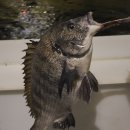 수원 락 실내바다 낚시터 이미지