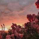 꿈속에서 이미지