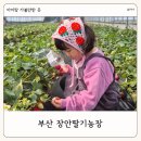 장안농장 | 부산 아이랑 가볼만한 곳 장안딸기농장 딸기체험 주차 예약 후기