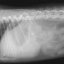 이광수동물병원 이미지