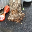 댕강댕강 이미지