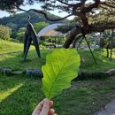 굴밤나무집