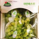 망고캣 이미지