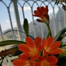 꽃 어여쁘다 이미지