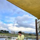 옐로우박스 | 장성 황룡강 가을꽃축제 뷰좋은 카페 옐로우박스