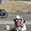 행복메디칼 | 강아지 심장병 호흡곤란 CU메디칼 강아지산소방 렌탈 후기