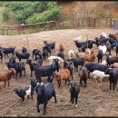 풍년염소농장 이미지