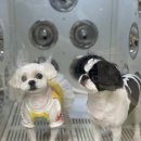 강남애니펫샵 이미지