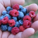 블루베리 이미지