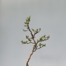 향나무로 이미지