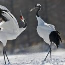 학-비상 이미지