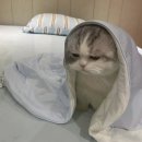 화이트하우스(솔비치) | 공사다망, 24년 10월 가을 일상