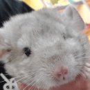 로던트클럽 화정 본점 이미지