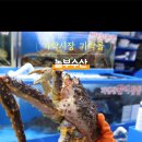 정직한몰