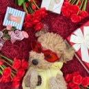 놀러오개 애견유치원 애견호텔(화성 병점진안점) 이미지