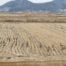 삼거천 | 화점면 신삼리 겨울철새 기러기 VS 동막해수욕장 갈매기 군무-둘 다 예쁘지만 자연스러운 기러기에 한 표!