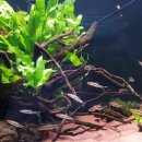 바브네이쳐 이미지