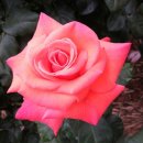 장미공원B 이미지