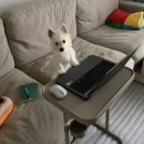 견생일기 | 화이트테리어 육아일기, 4개월차 강아지 이갈이 대처하기, 견생 첫 불리스틱