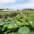 봉정연꽃마을 이미지