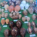 땅끝해양자연사박물관 이미지