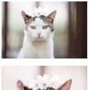 꽃냥이네 이미지